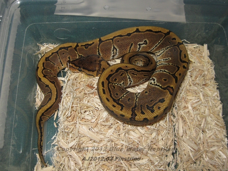 Juliets babies up for sale.