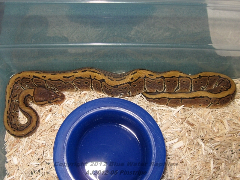 Juliets babies up for sale