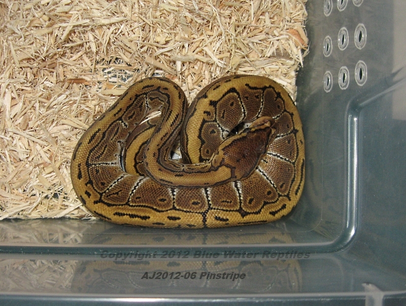 Juliets babies up for sale