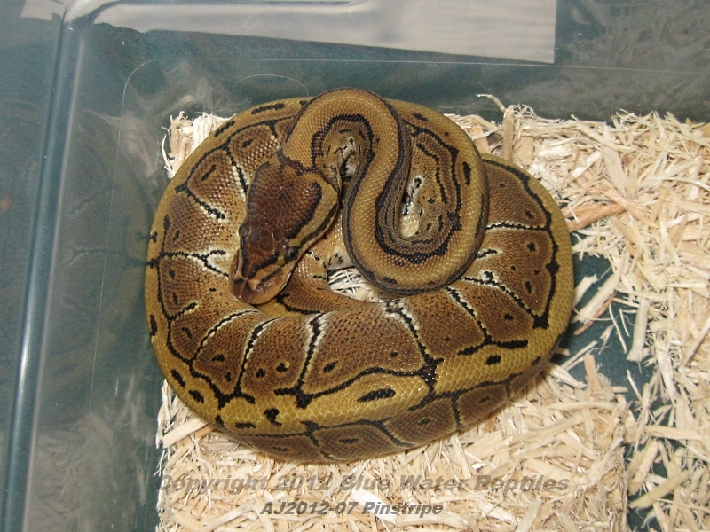 Juliets babies up for sale