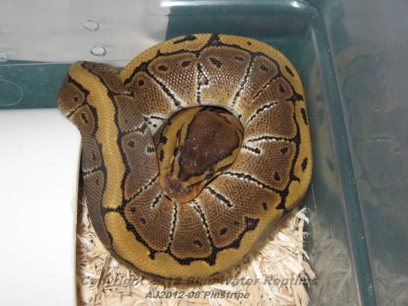 Juliets babies up for sale
