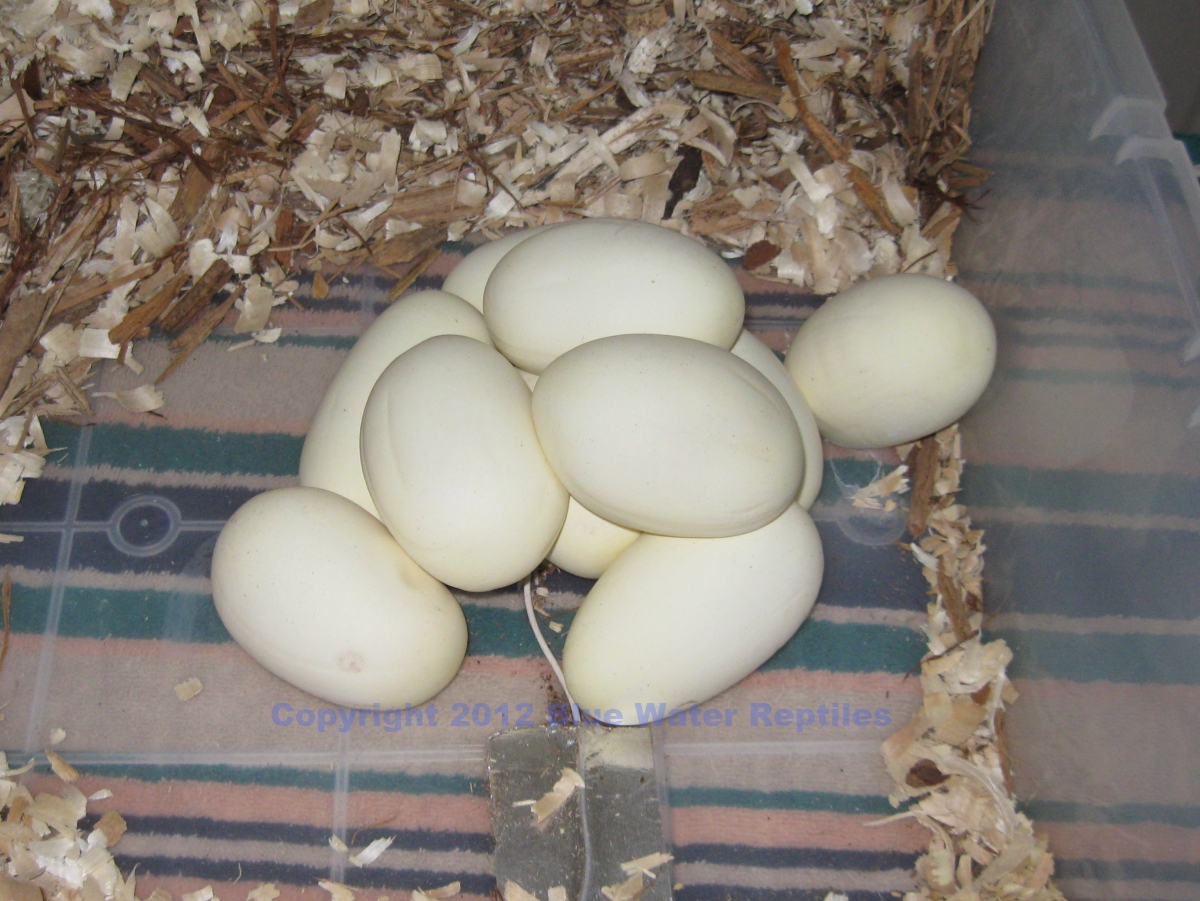 Juliet's eggs 4-19-2012