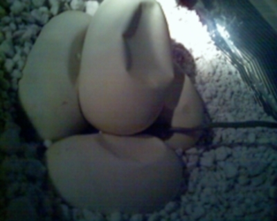 Juliets eggs at day 49 pic 2