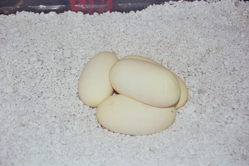 Juliets eggs
