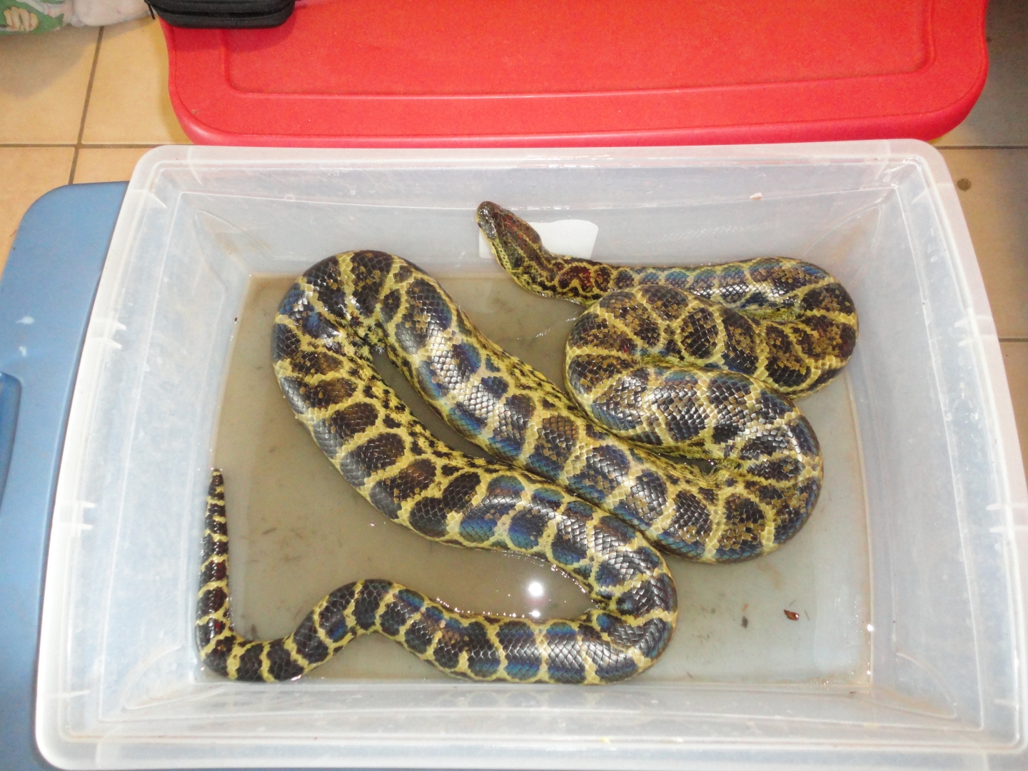 Jumbo, male