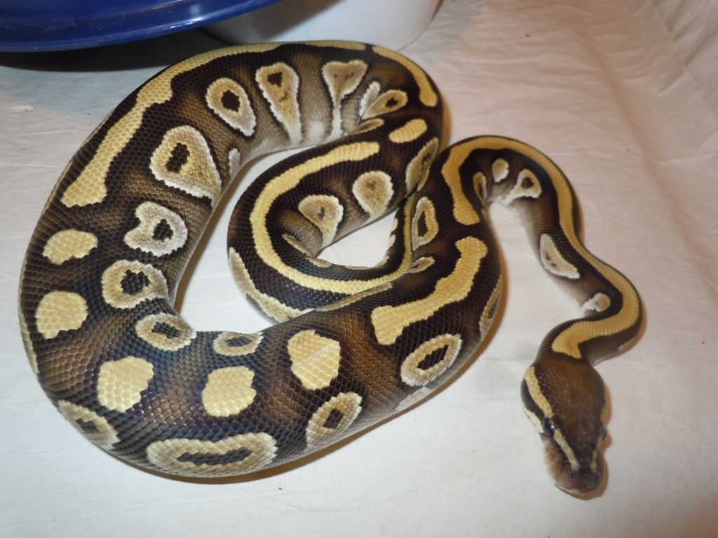 June 2011 Mojave Female