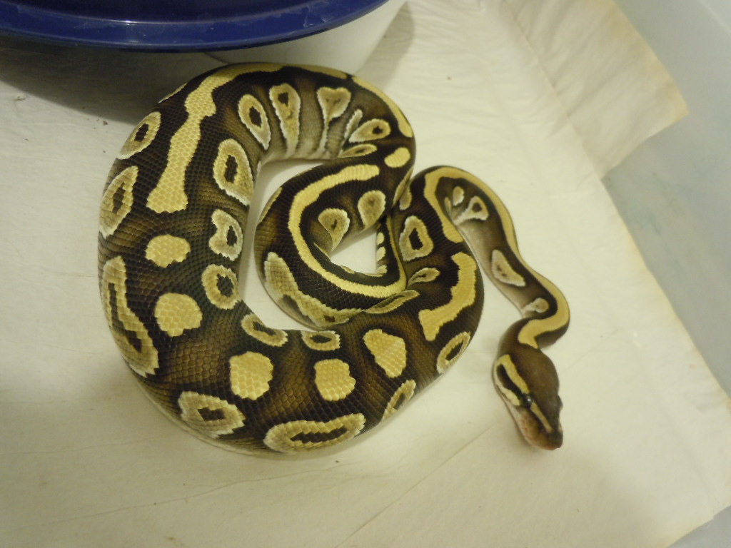 June 2011 Mojave Female
