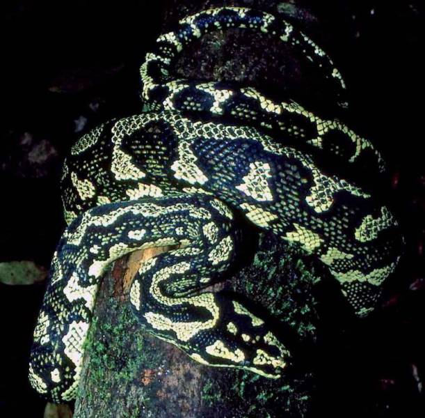 Jungel Carpet