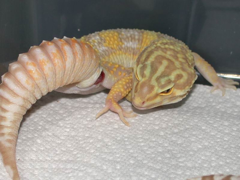 Jungle Albino Leopard Gecko Hemipene