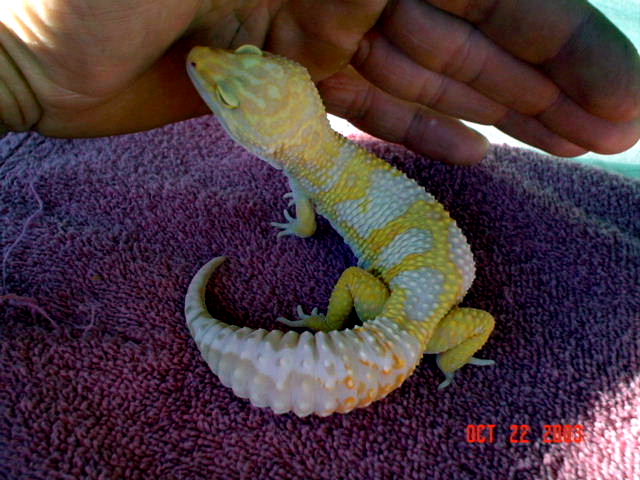 Jungle Albino