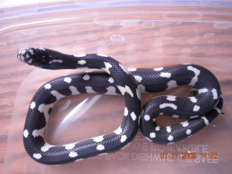 Jungle Female #1