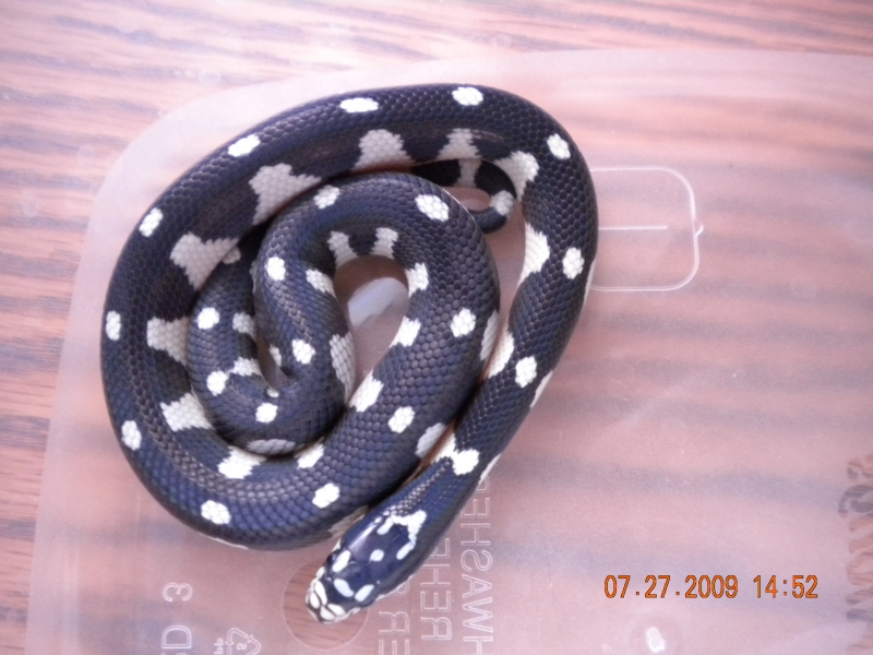 Jungle Female #2