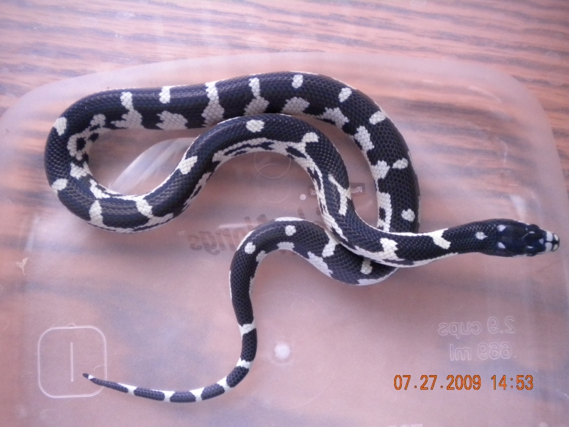 Jungle Female #4