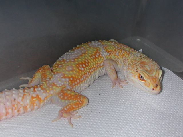Jungle Giant-Female