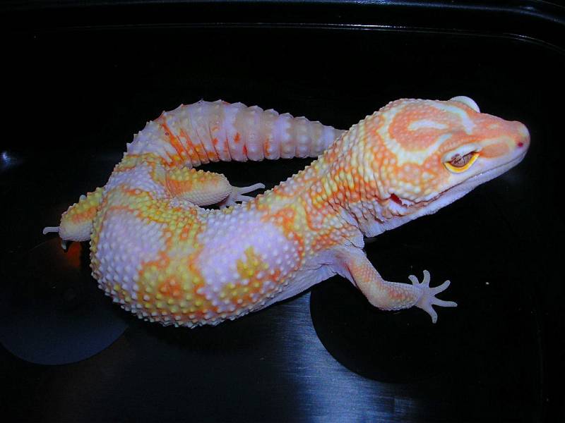 Jungle giant female