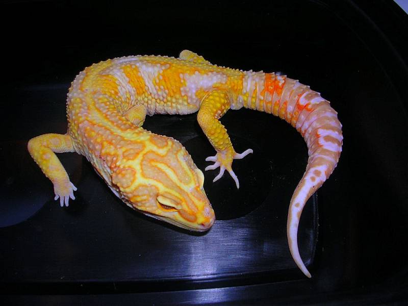 Jungle giant male