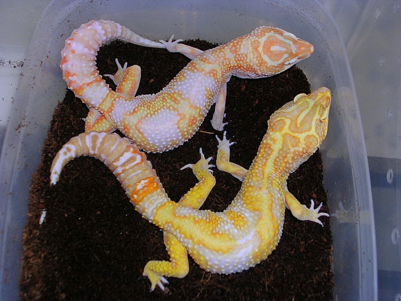 Jungle giant pair