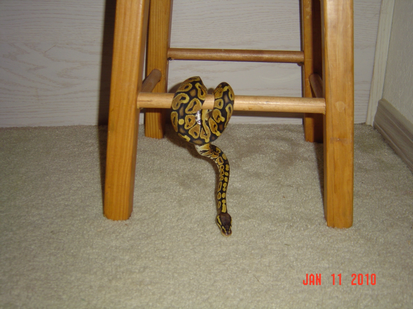 Jungle gym