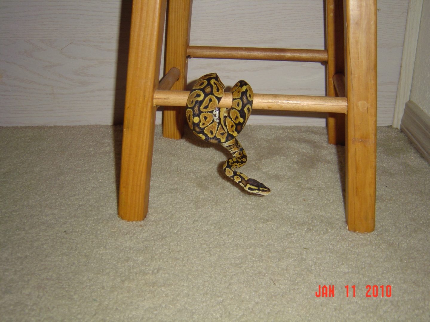 Jungle gym
