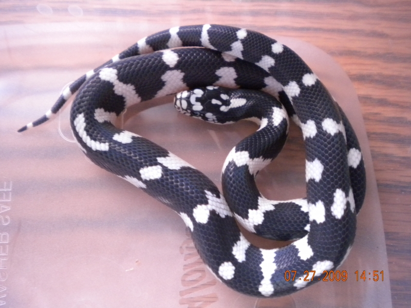 Jungle Male #1