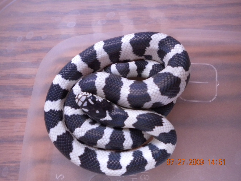 Jungle Male #2