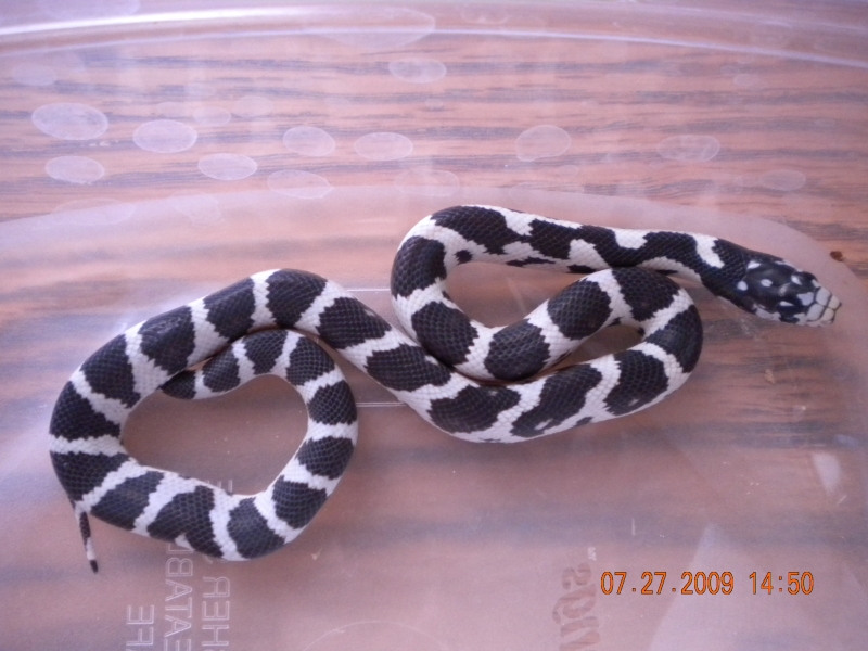 Jungle Male #3