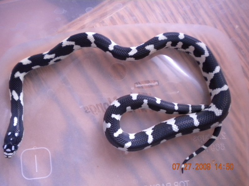 Jungle Male #4