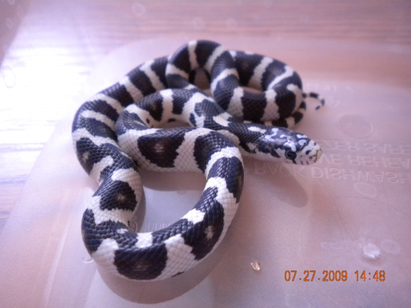 Jungle  Male #5