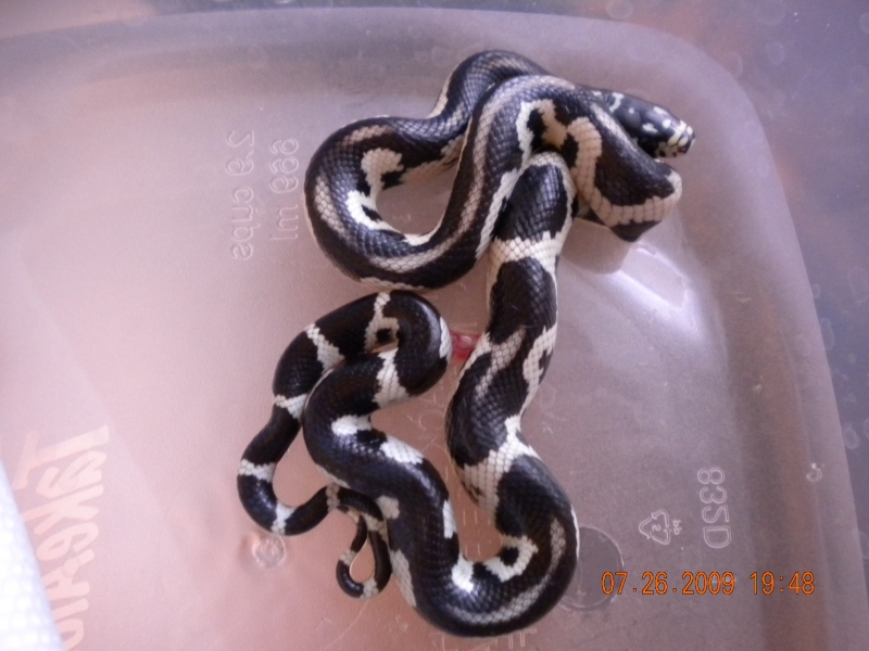 Jungle Male #6