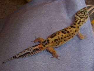 Jungle Male