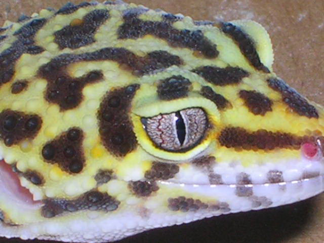 Jungle with an Albino "ISH" eye