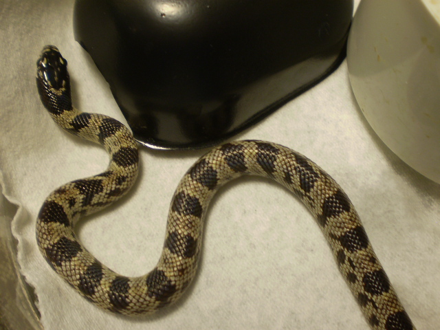 Jungle_corns_004