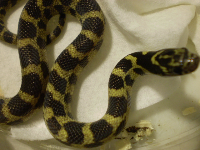 Jungle_corns_006