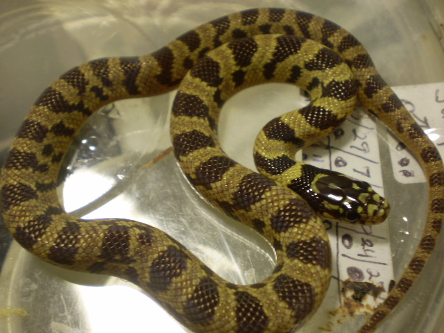 Jungle_corns_007
