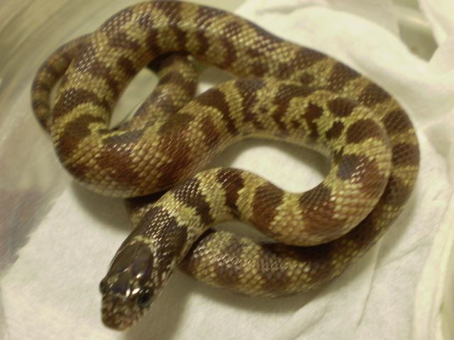 Jungle_corns_009