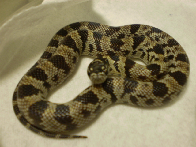Jungle_corns_010