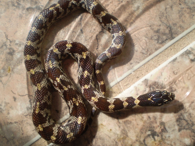 Jungle_corns_014