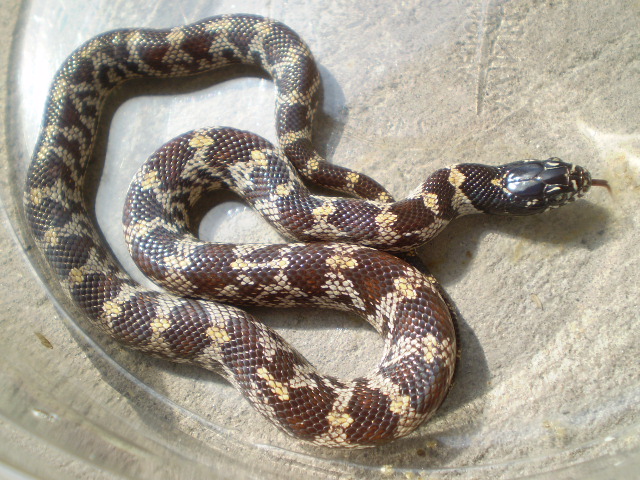 Jungle_corns_015