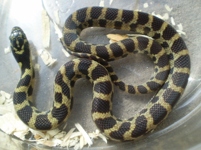 Jungle_corns_017