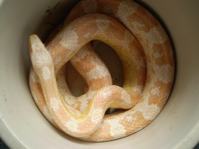 Jungle_corns_020