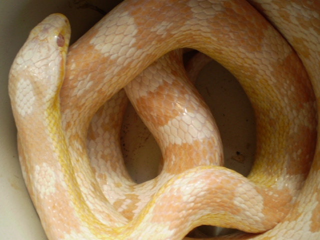 Jungle_corns_021