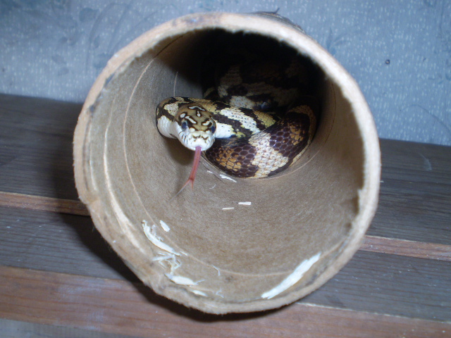 Jungle_corns_022