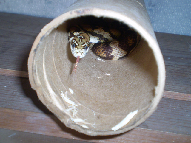 Jungle_corns_023