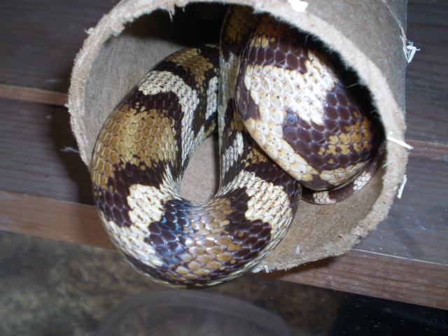 Jungle_corns_025