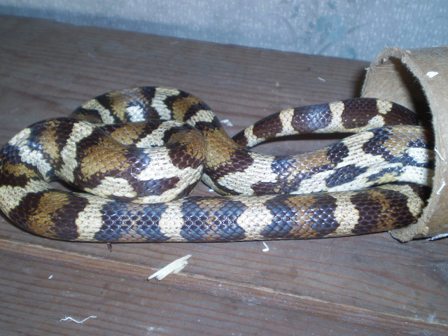 Jungle_corns_026