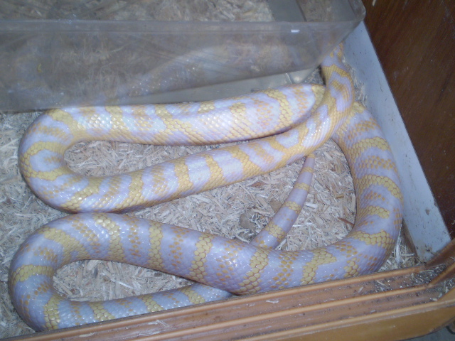 Jungle_corns_027
