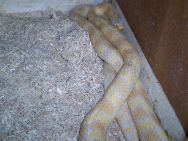 Jungle_corns_030