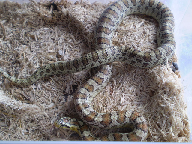 Jungle_corns_032