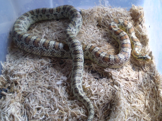 Jungle_corns_033