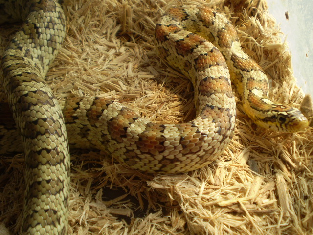 Jungle_corns_035